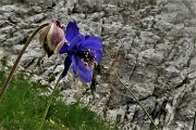 57 Aquilegia di Einsele (Aquilegia einseleana) 